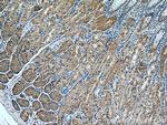 AHCYL2 Antibody in Immunohistochemistry (Paraffin) (IHC (P))