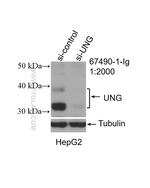 UNG Antibody in Western Blot (WB)