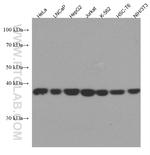 PRKACA Antibody in Western Blot (WB)