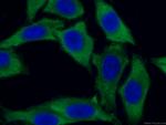 EEF1A1 Antibody in Immunocytochemistry (ICC/IF)