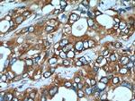 EEF1A1 Antibody in Immunohistochemistry (Paraffin) (IHC (P))