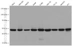 EEF1A1 Antibody in Western Blot (WB)
