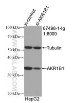 AKR1B1 Antibody in Western Blot (WB)