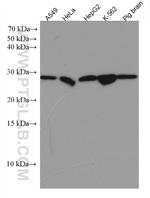 PRDX6 Antibody in Western Blot (WB)