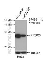 PRDX6 Antibody in Western Blot (WB)