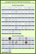 Somatostatin (SST) Recombinant Rabbit Monoclonal Antibody (MSVA-638R)