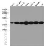 RAN Antibody in Western Blot (WB)