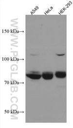TCF12 Antibody in Western Blot (WB)