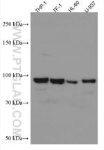 FES Antibody in Western Blot (WB)