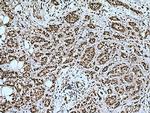IPO7 Antibody in Immunohistochemistry (Paraffin) (IHC (P))