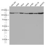 IPO7 Antibody in Western Blot (WB)