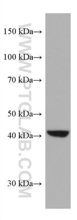 AMT Antibody in Western Blot (WB)