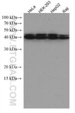 RALYL Antibody in Western Blot (WB)