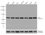CCT7 Antibody in Western Blot (WB)