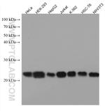 RBM8A/Y14 Antibody in Western Blot (WB)
