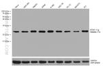 RBM8A/Y14 Antibody in Western Blot (WB)