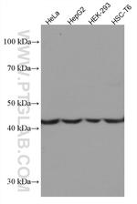 HPD Antibody in Western Blot (WB)