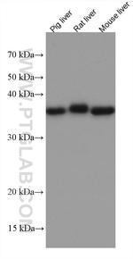 OTC Antibody in Western Blot (WB)