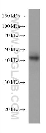 ATP1B3 Antibody in Western Blot (WB)