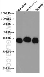 CRX Antibody in Western Blot (WB)