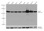 USP15 Antibody in Western Blot (WB)