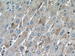 Phospho-GSK3B (Ser9) Antibody in Immunohistochemistry (Paraffin) (IHC (P))