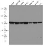 GRP75 Antibody in Western Blot (WB)