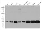 PDE6D Antibody in Western Blot (WB)