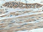 RPS14 Antibody in Immunohistochemistry (Paraffin) (IHC (P))
