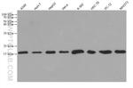 RPS14 Antibody in Western Blot (WB)