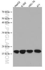 RPS14 Antibody in Western Blot (WB)