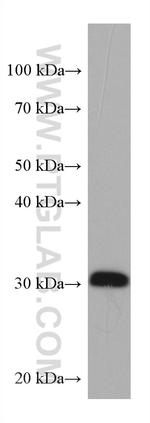 IGFBP6 Antibody in Western Blot (WB)
