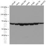 TAF6L Antibody in Western Blot (WB)