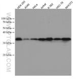 CDK1 Antibody in Western Blot (WB)