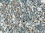 NCF2 Antibody in Immunohistochemistry (Paraffin) (IHC (P))