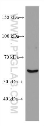 NCF2 Antibody in Western Blot (WB)