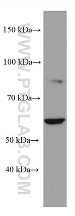 NCF2 Antibody in Western Blot (WB)