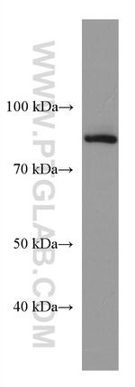 GOLSYN Antibody in Western Blot (WB)
