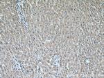 Prx5 Antibody in Immunohistochemistry (Paraffin) (IHC (P))