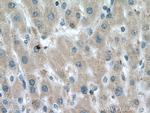 Prx5 Antibody in Immunohistochemistry (Paraffin) (IHC (P))