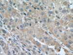 FAAH Antibody in Immunohistochemistry (Paraffin) (IHC (P))