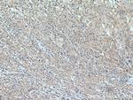FAAH Antibody in Immunohistochemistry (Paraffin) (IHC (P))