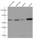FAAH Antibody in Western Blot (WB)