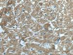 MYBPC3 Antibody in Immunohistochemistry (Paraffin) (IHC (P))