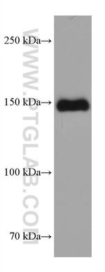 MYBPC3 Antibody in Western Blot (WB)