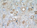 NCS1 Antibody in Immunohistochemistry (Paraffin) (IHC (P))