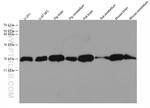 NCS1 Antibody in Western Blot (WB)