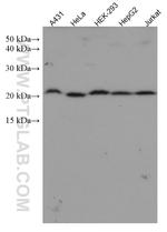 TAF12 Antibody in Western Blot (WB)