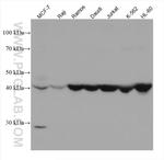 CD24 Antibody in Western Blot (WB)