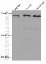 Ch-TOG Antibody in Western Blot (WB)